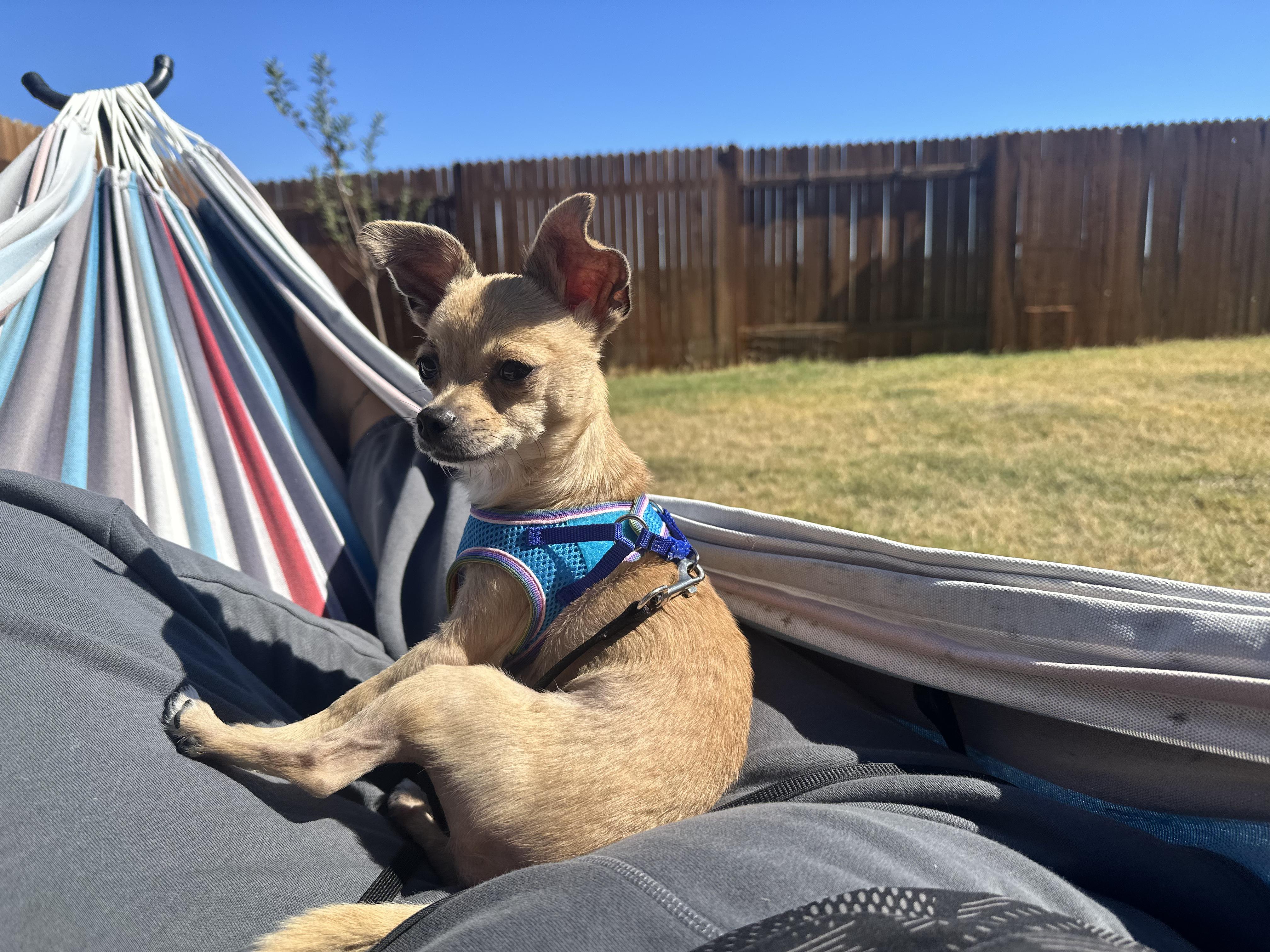Richard Theodore Cheese, a Adoptable Chihuahua in Austin, TX image 2/6