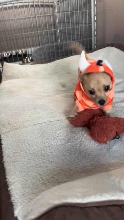 Enlarge Richard Theodore Cheese, a Adoptable Chihuahua in Austin, TX video 4/6
