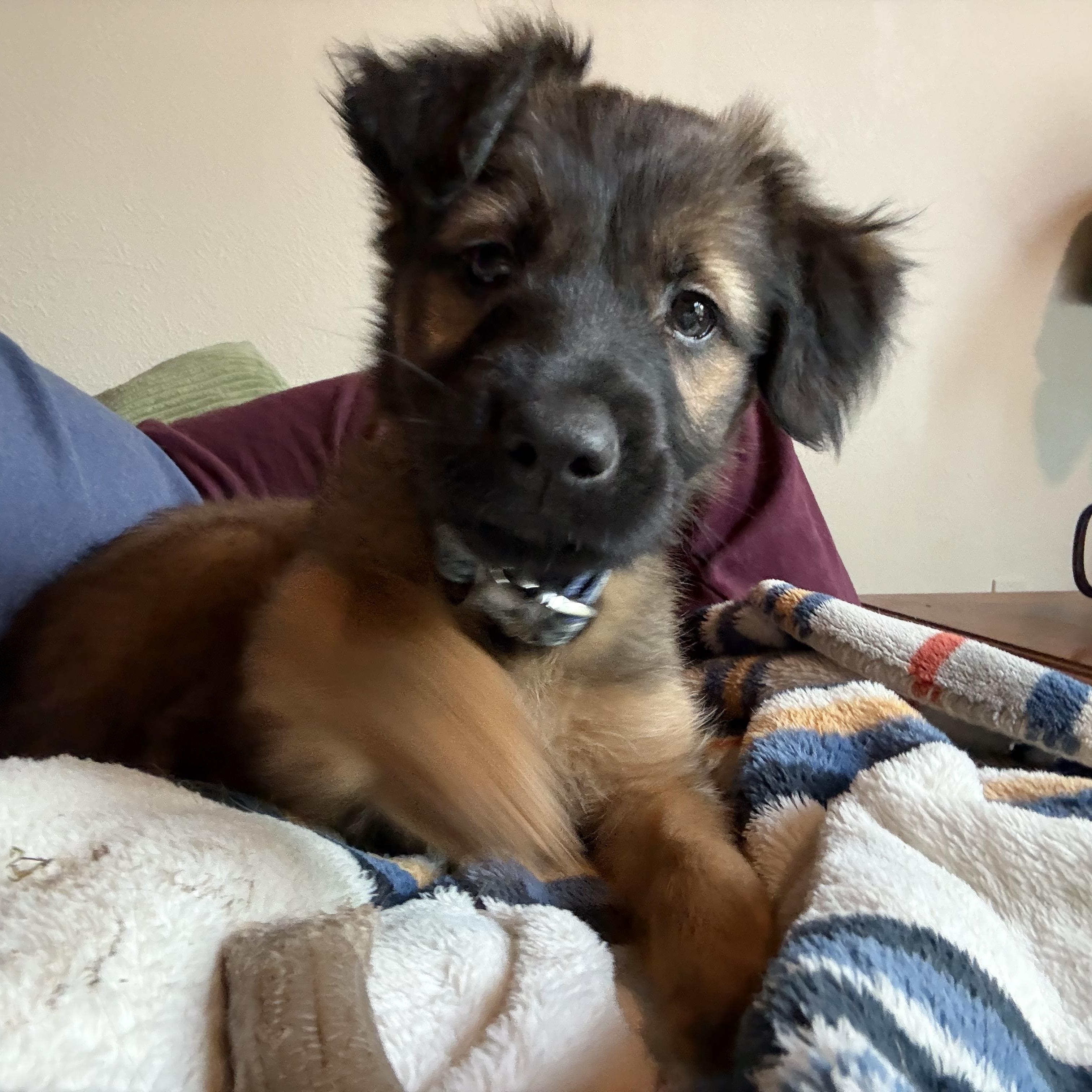 Enlarge Brownie, an adopted mixed breed in Otis, OR image 5/5