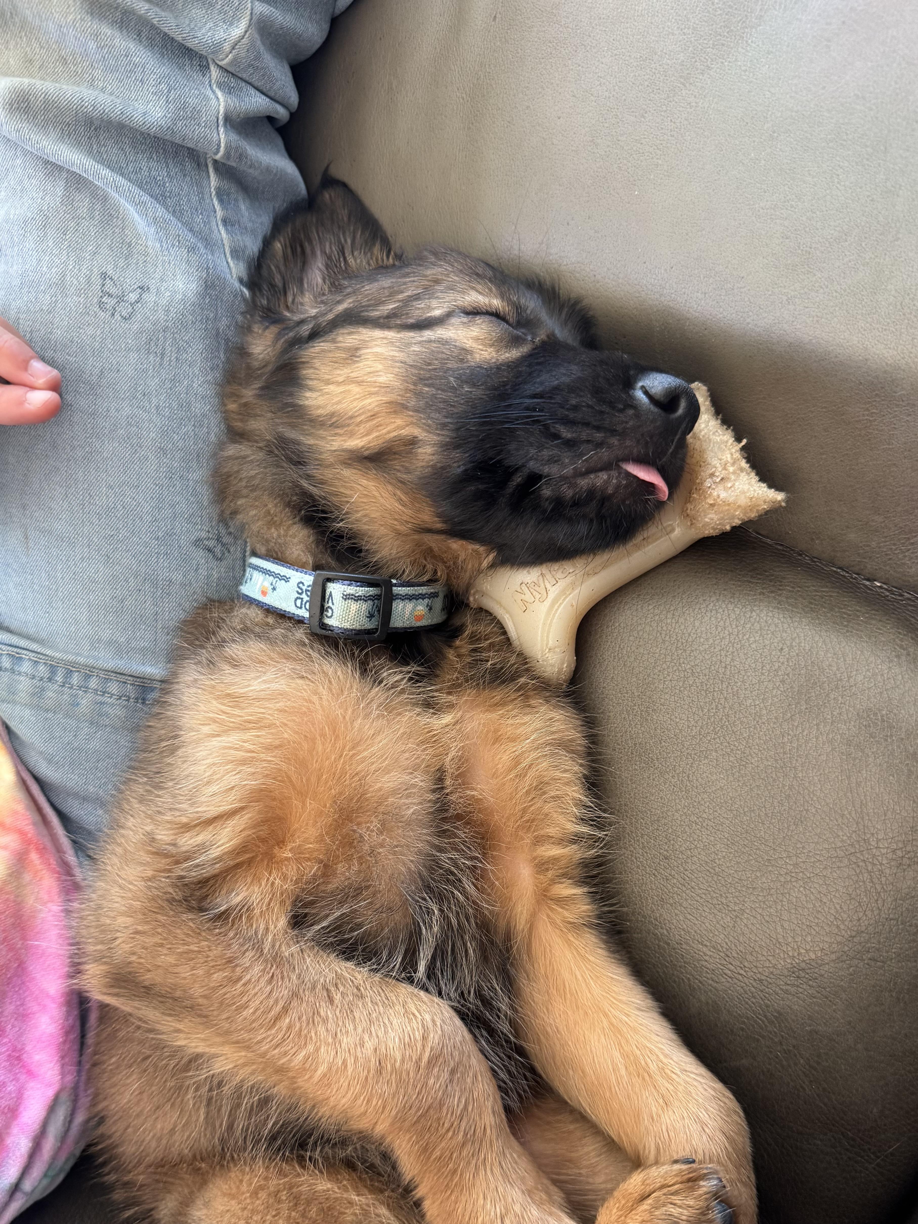 Enlarge Brownie, an adopted mixed breed in Otis, OR image 4/5