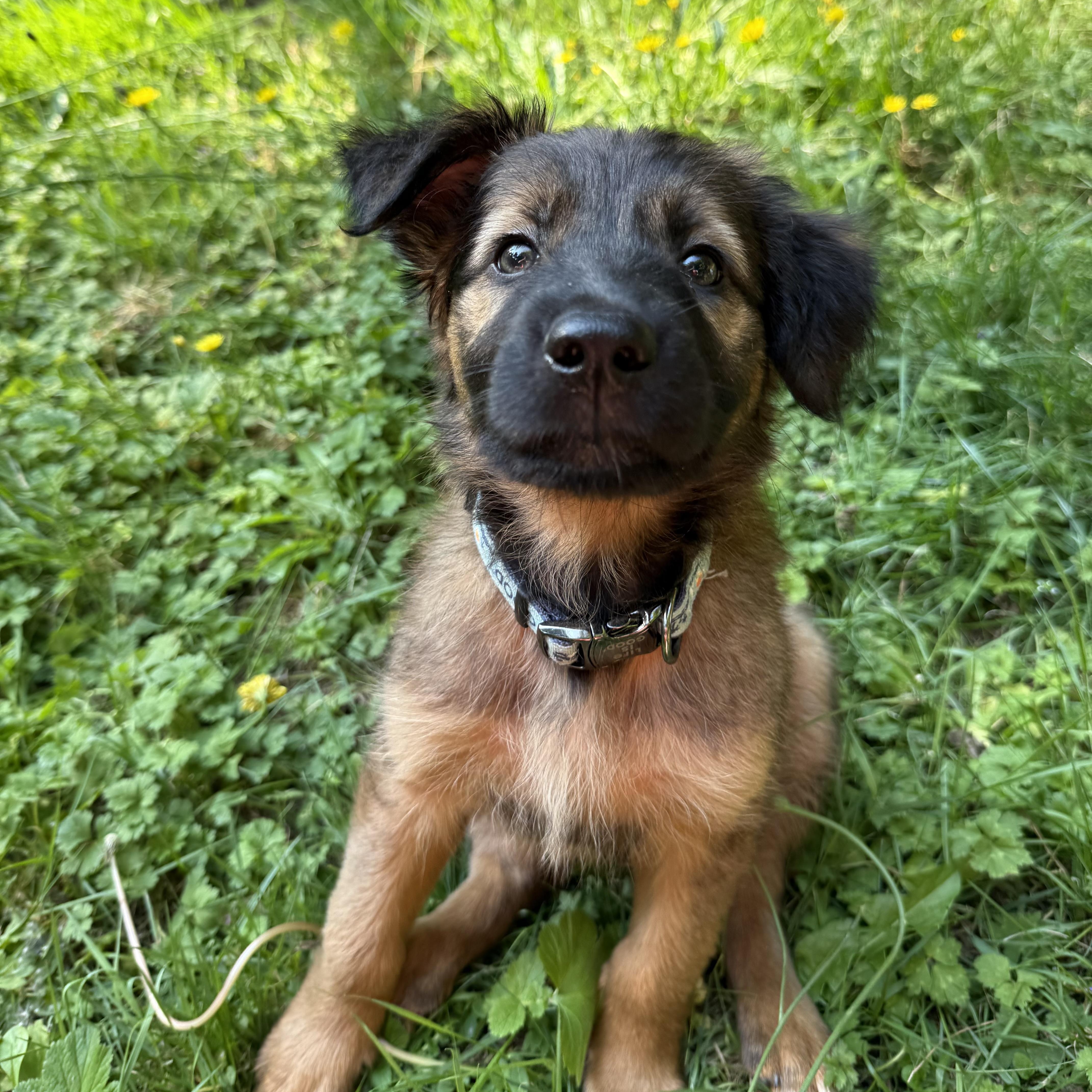 Brownie, adopted, Puppy Female Wheaten Terrier & Shepherd.