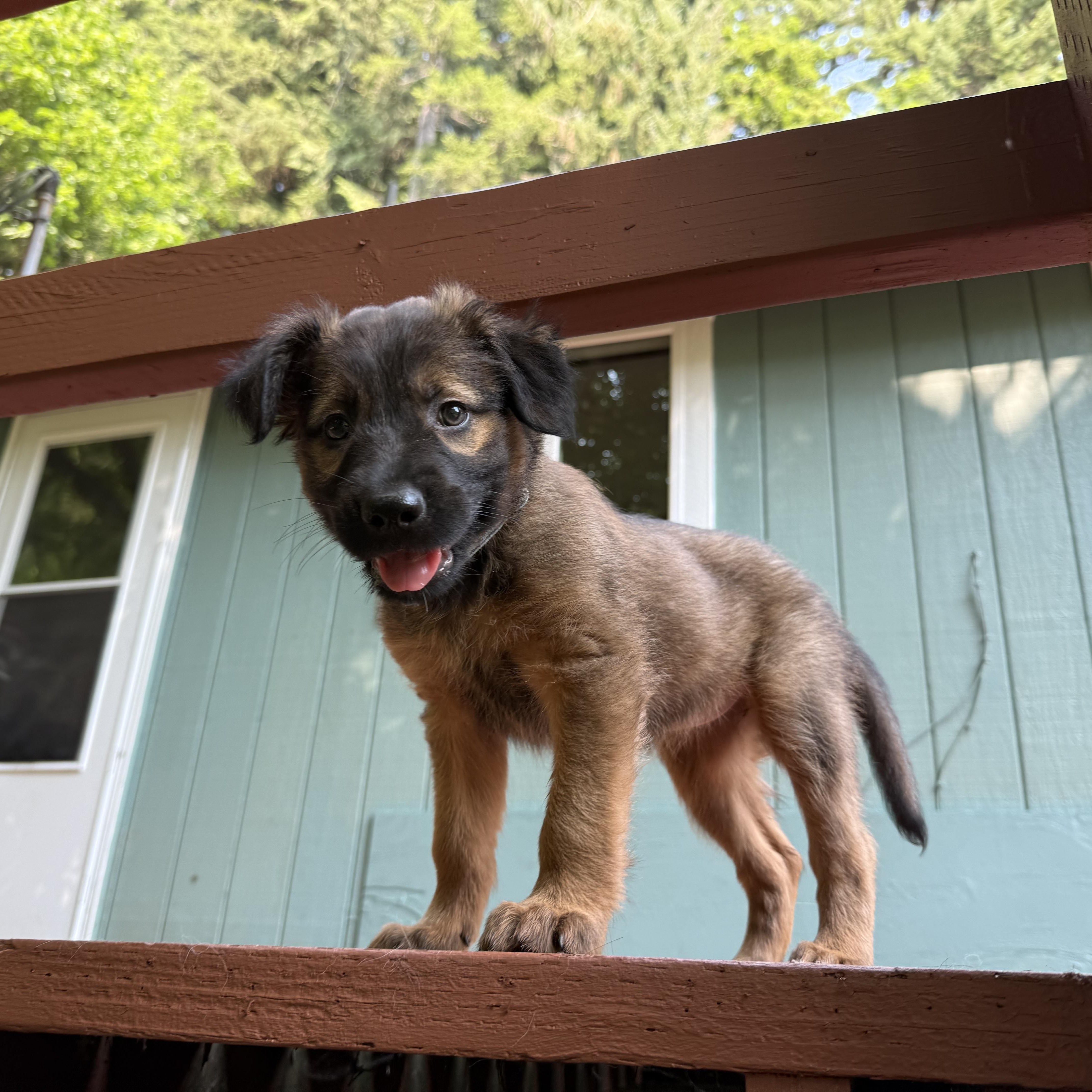 Enlarge Brownie, an adopted mixed breed in Otis, OR image 3/5