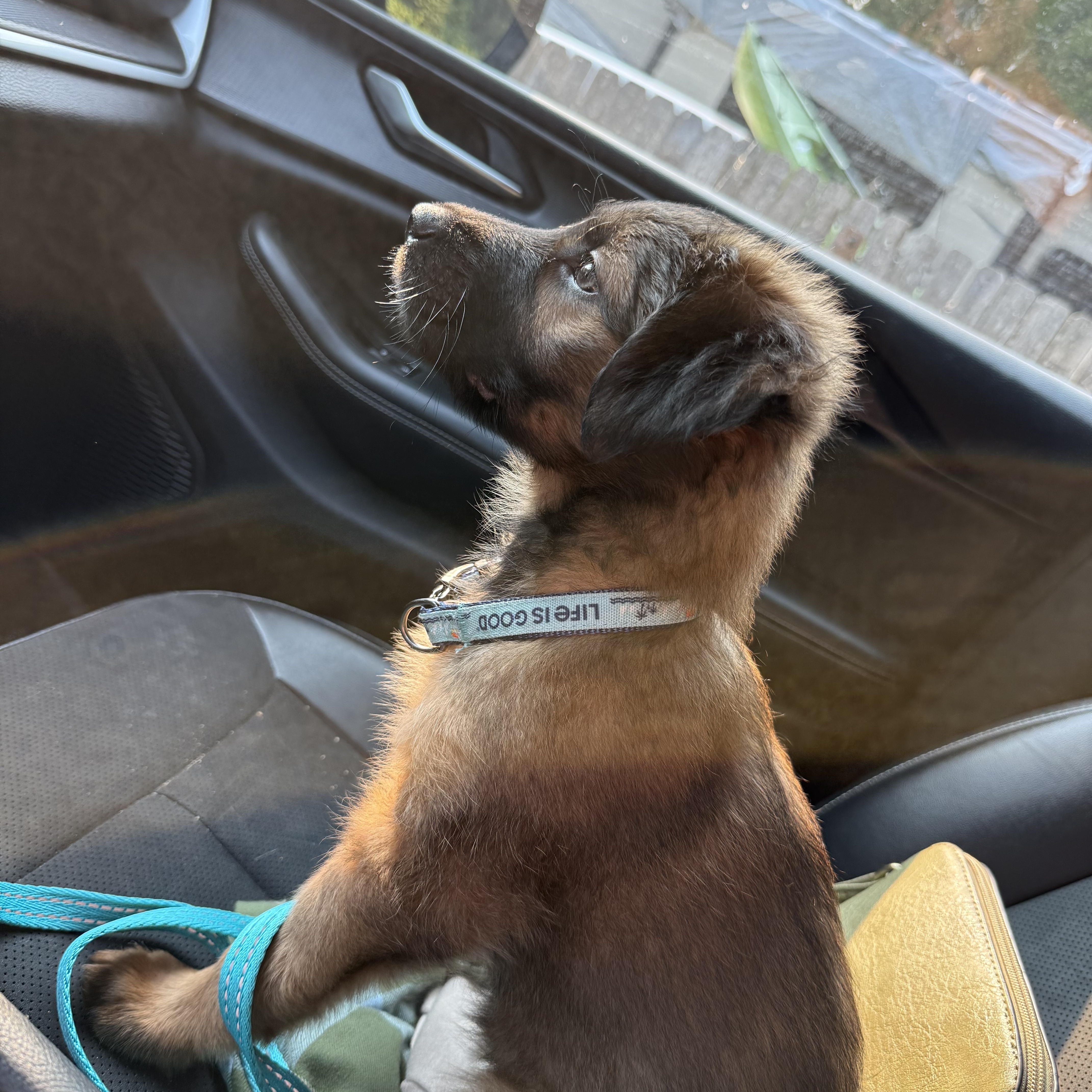 Enlarge Brownie, an adopted mixed breed in Otis, OR image 2/5
