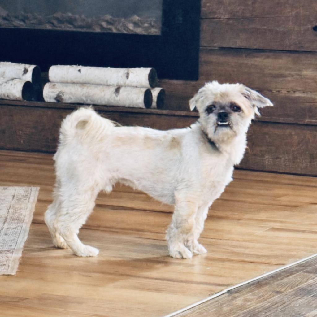 Chewy, an adoptable mixed breed in SYLVANIA, GA image 4/6