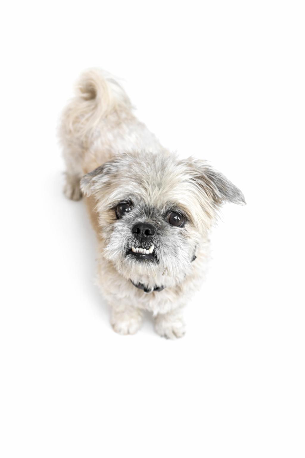 Chewy, adoptable, Adult Male Shih Tzu.