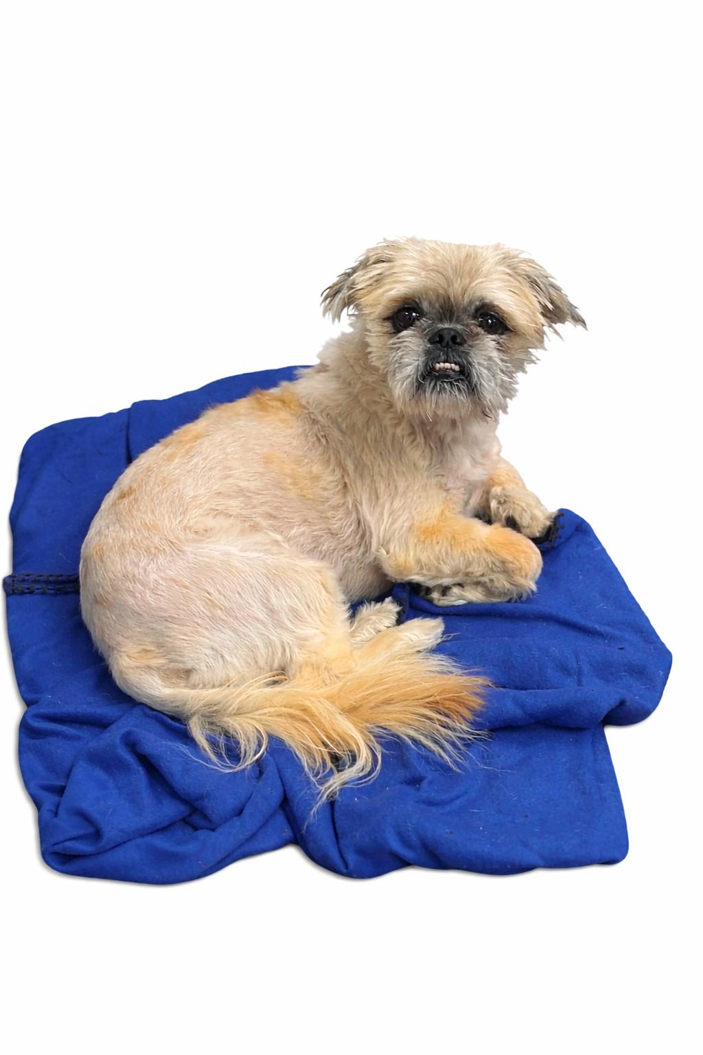 Chewy, an adoptable mixed breed in SYLVANIA, GA image 3/6