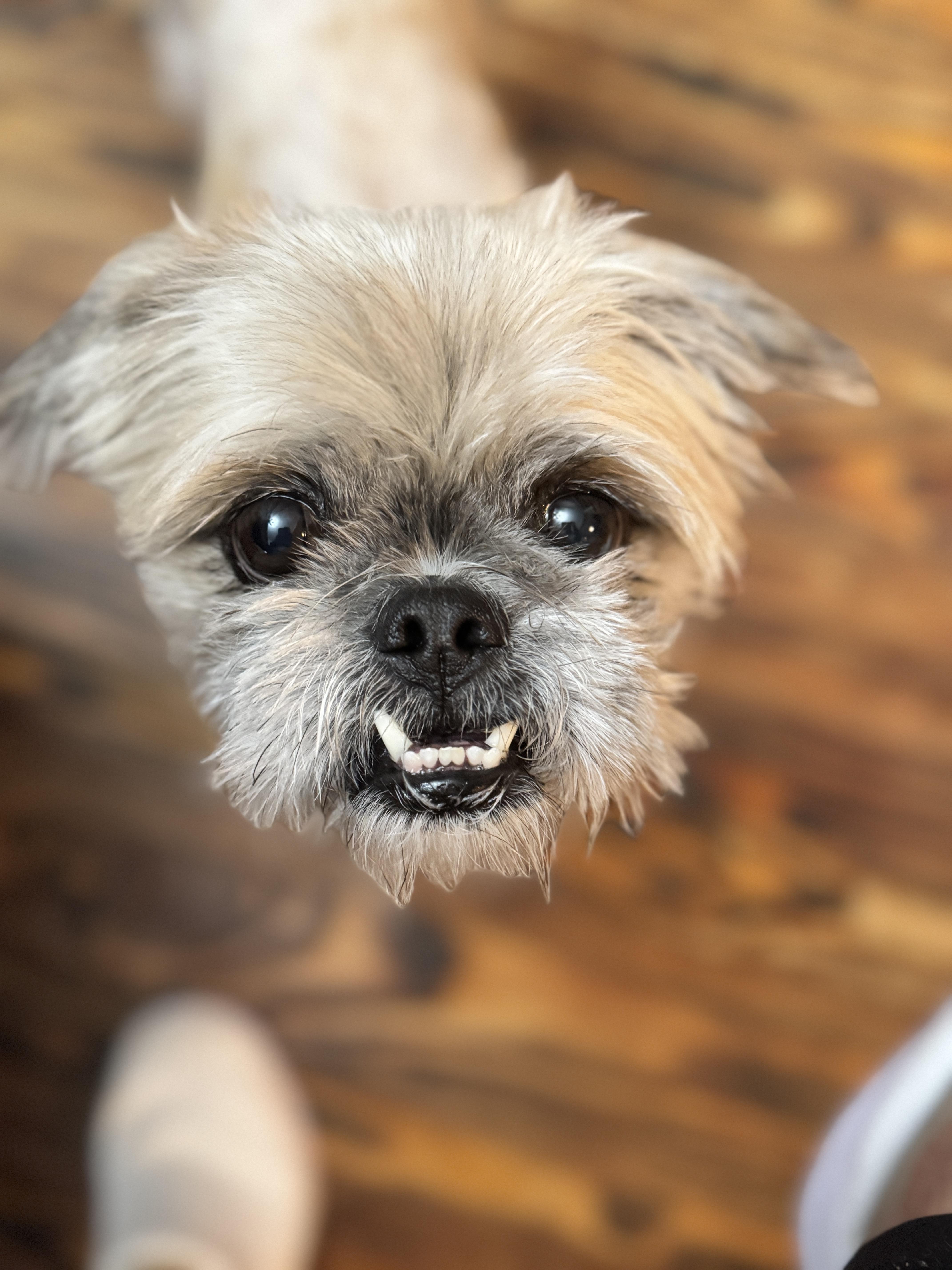 Chewy, an adoptable mixed breed in SYLVANIA, GA image 5/6