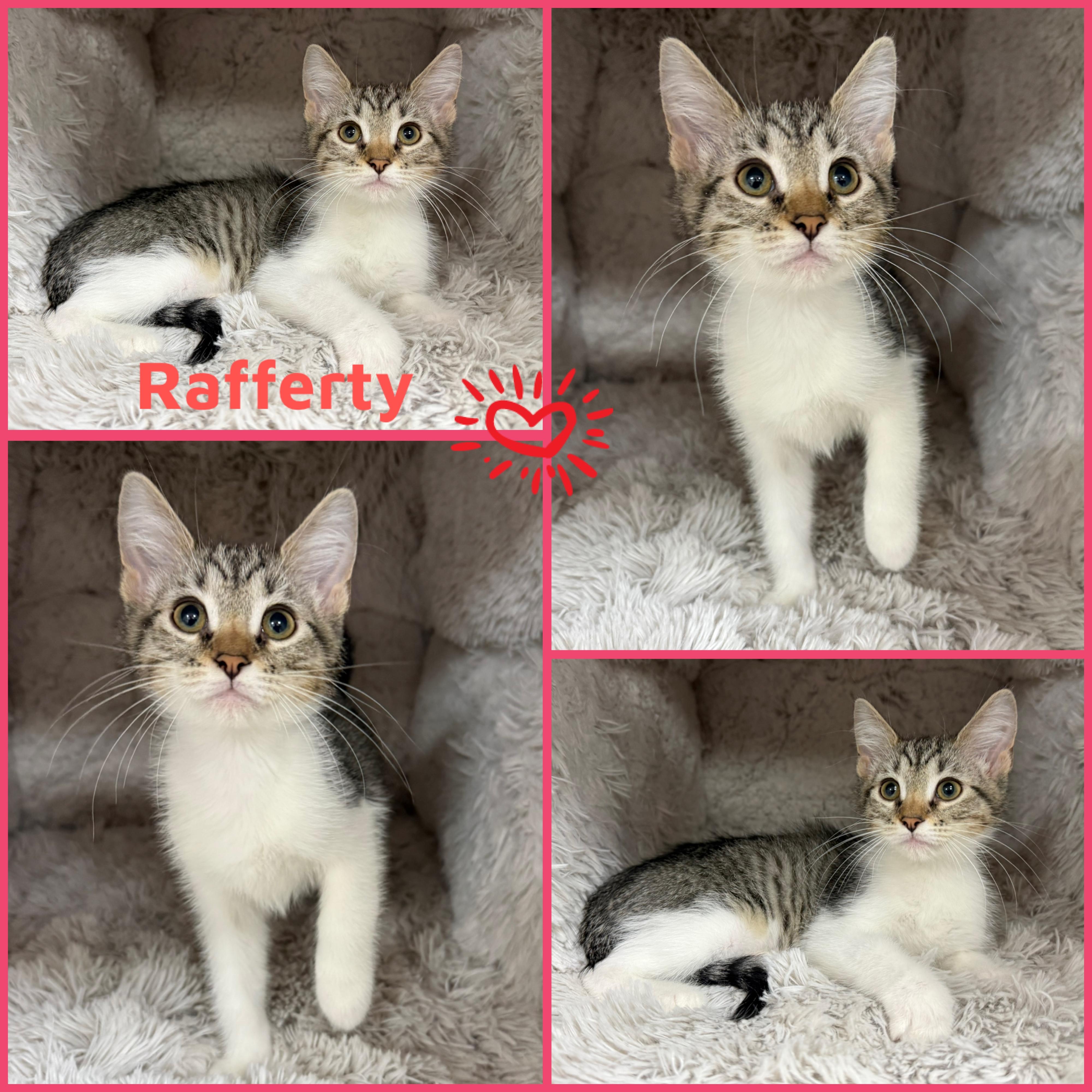 Enlarge Rafferty, a ADOPTABLE Domestic Short Hair in Louisville, KY image 1/1