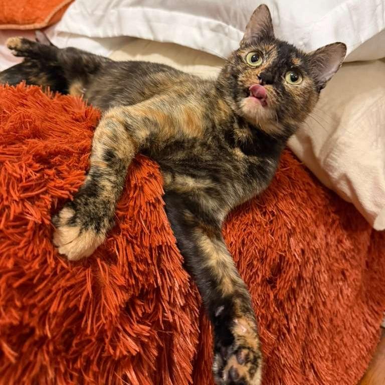 Daisy, a Adoptable Domestic Short Hair in Somerset, NJ image 3/6