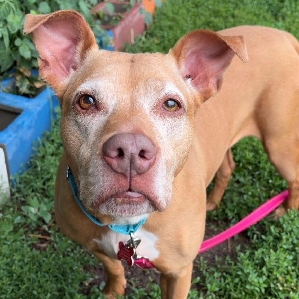Wilma, adopted, Senior Female Terrier.