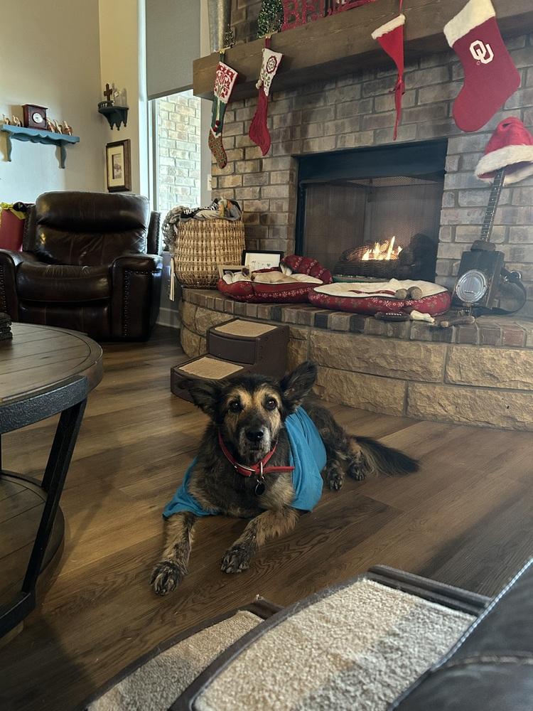 Jasmine, Adoptable, Adult Female German Shepherd Dog.