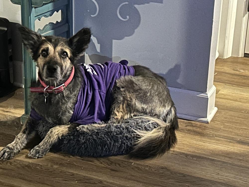 Enlarge Jasmine, a Adoptable mixed breed in Blanchard, OK image 3/4