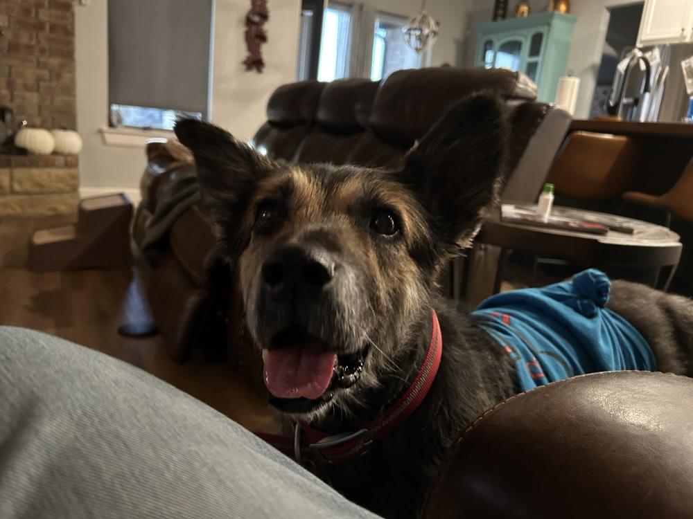 Jasmine, Adoptable, Adult Female German Shepherd Dog.