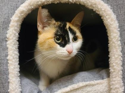 Enlarge Stew, a Adoptable mixed breed in Golden Valley, MN image 1/3