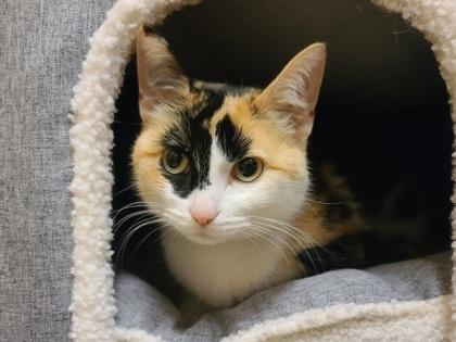 Enlarge Stew, a Adoptable mixed breed in Golden Valley, MN image 2/3