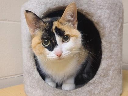 Enlarge Stew, a Adoptable mixed breed in Golden Valley, MN image 3/3