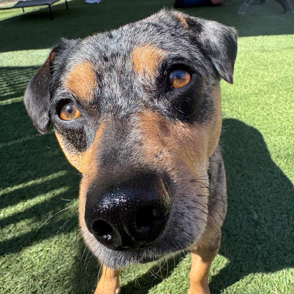 Nick Wilde, Adoptable, Adult Male Chihuahua.