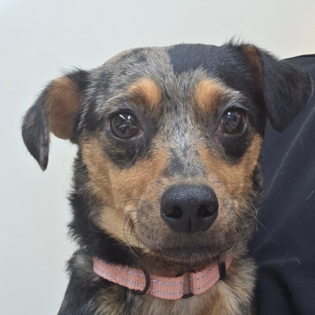 Nick Wilde, a Adoptable Chihuahua in Buellton, CA image 1/2