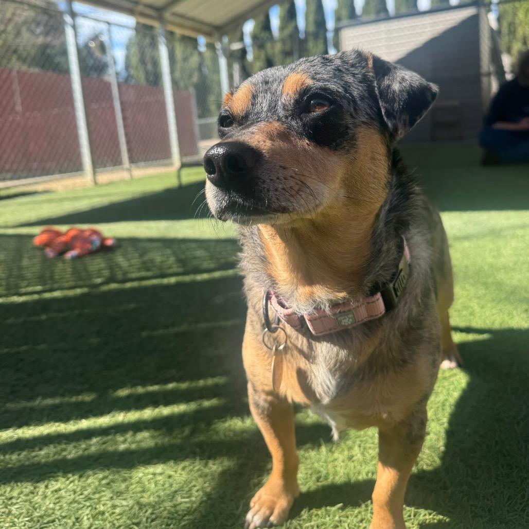 Nick Wilde — thumbnail 2