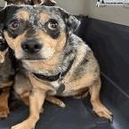 Nick Wilde, a Adoptable Chihuahua in Buellton, CA image 2/2