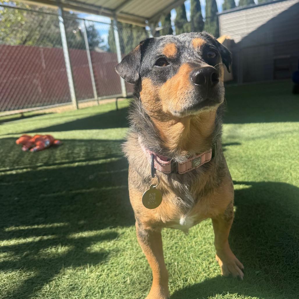 Nick Wilde — thumbnail 3