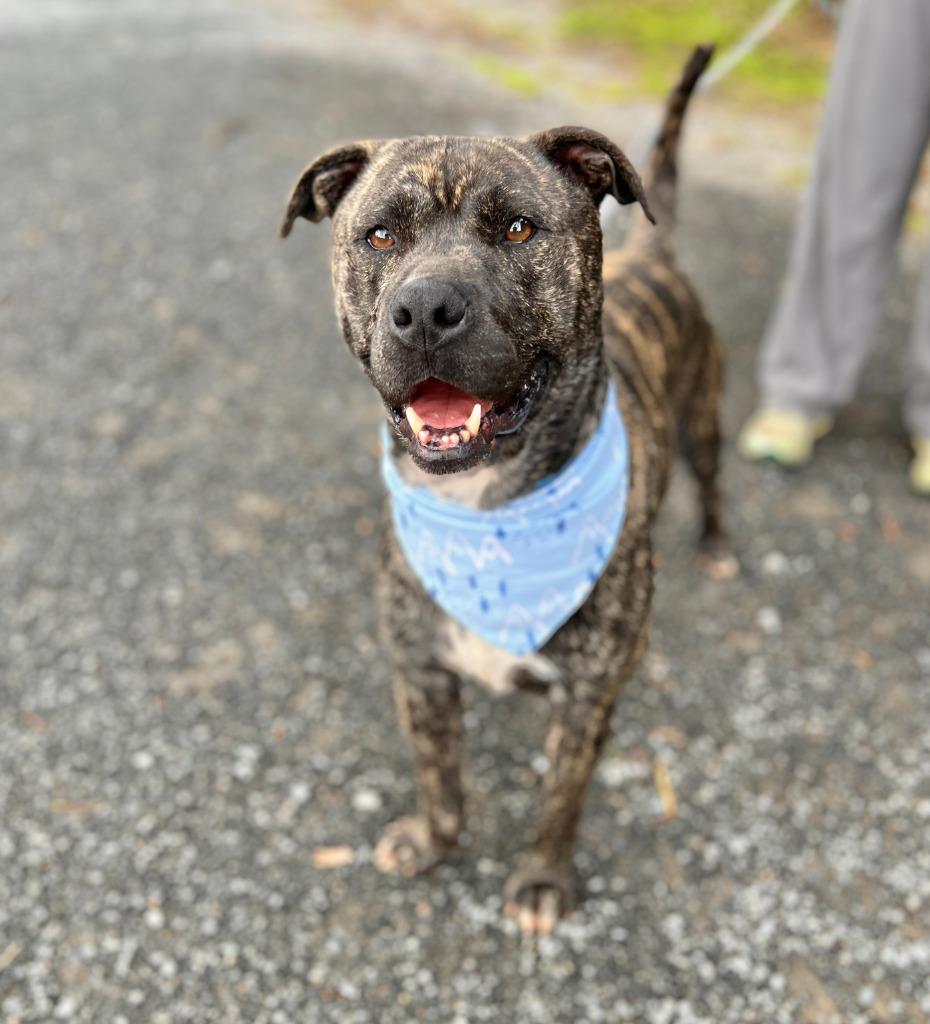 Springer, Adoptable, Adult Male Mixed Breed & Hound.