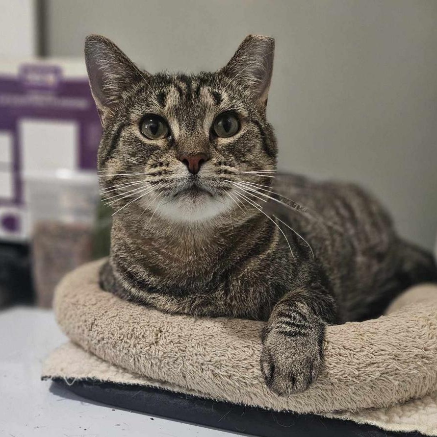 Enlarge Flora, a Adoptable Domestic Short Hair in Philadelphia, PA image 2/8