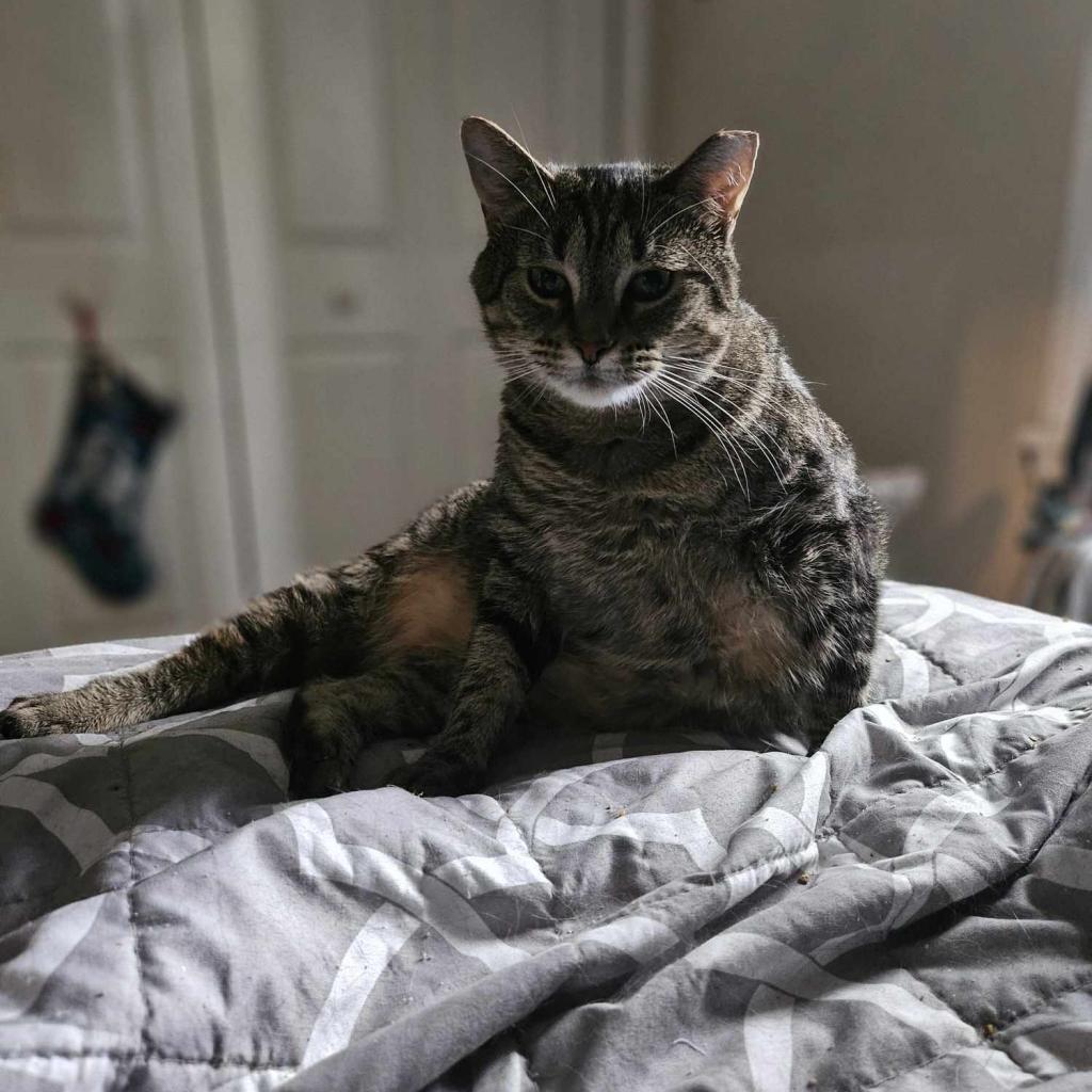 Flora, Adoptable, Adult Female American Shorthair.