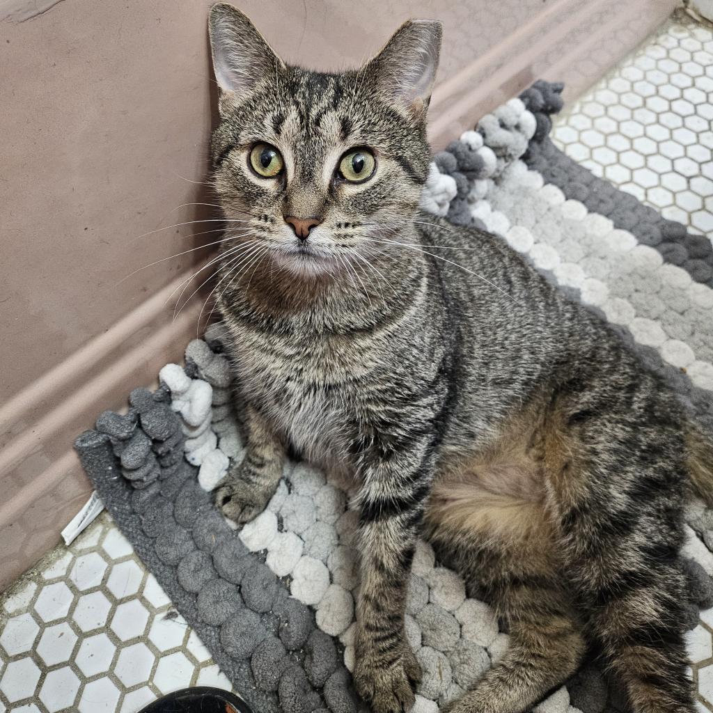 Enlarge Flora, a Adoptable American Shorthair in Philadelphia, PA image 2/6