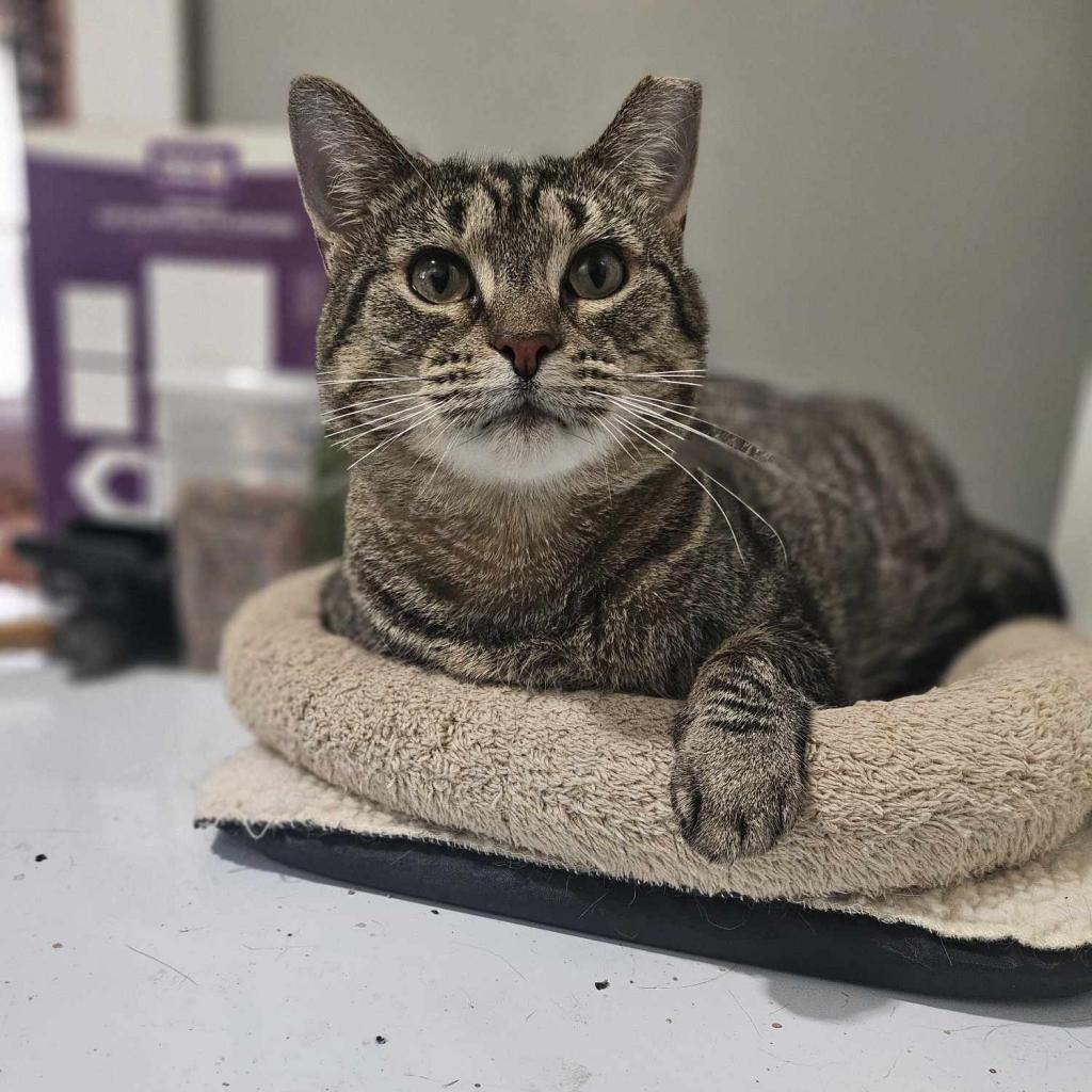 Enlarge Flora, a Adoptable American Shorthair in Philadelphia, PA image 3/6