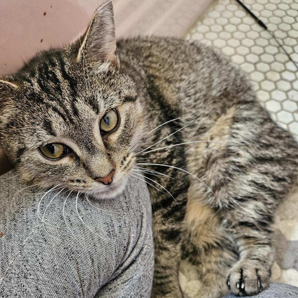 Enlarge Flora, a Adoptable American Shorthair in Philadelphia, PA image 4/6
