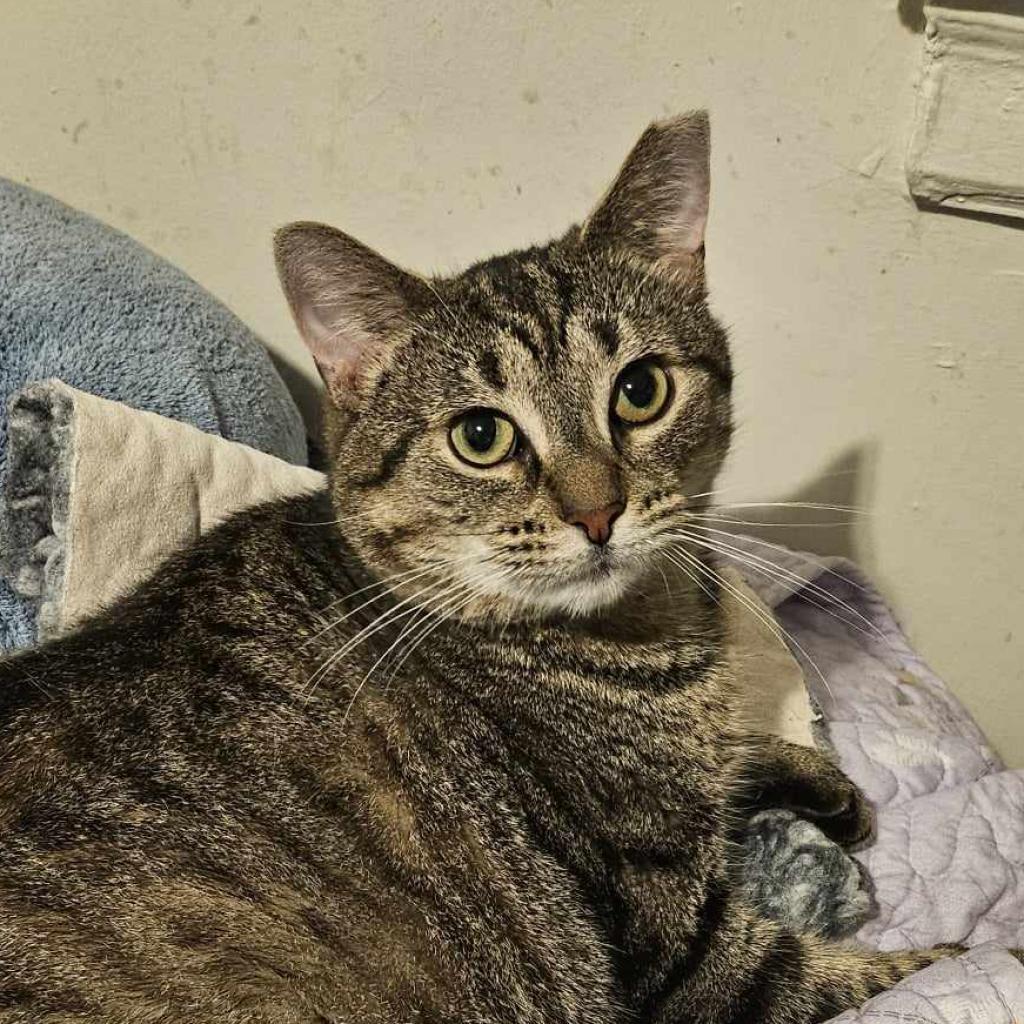 Enlarge Flora, a Adoptable American Shorthair in Philadelphia, PA image 5/6