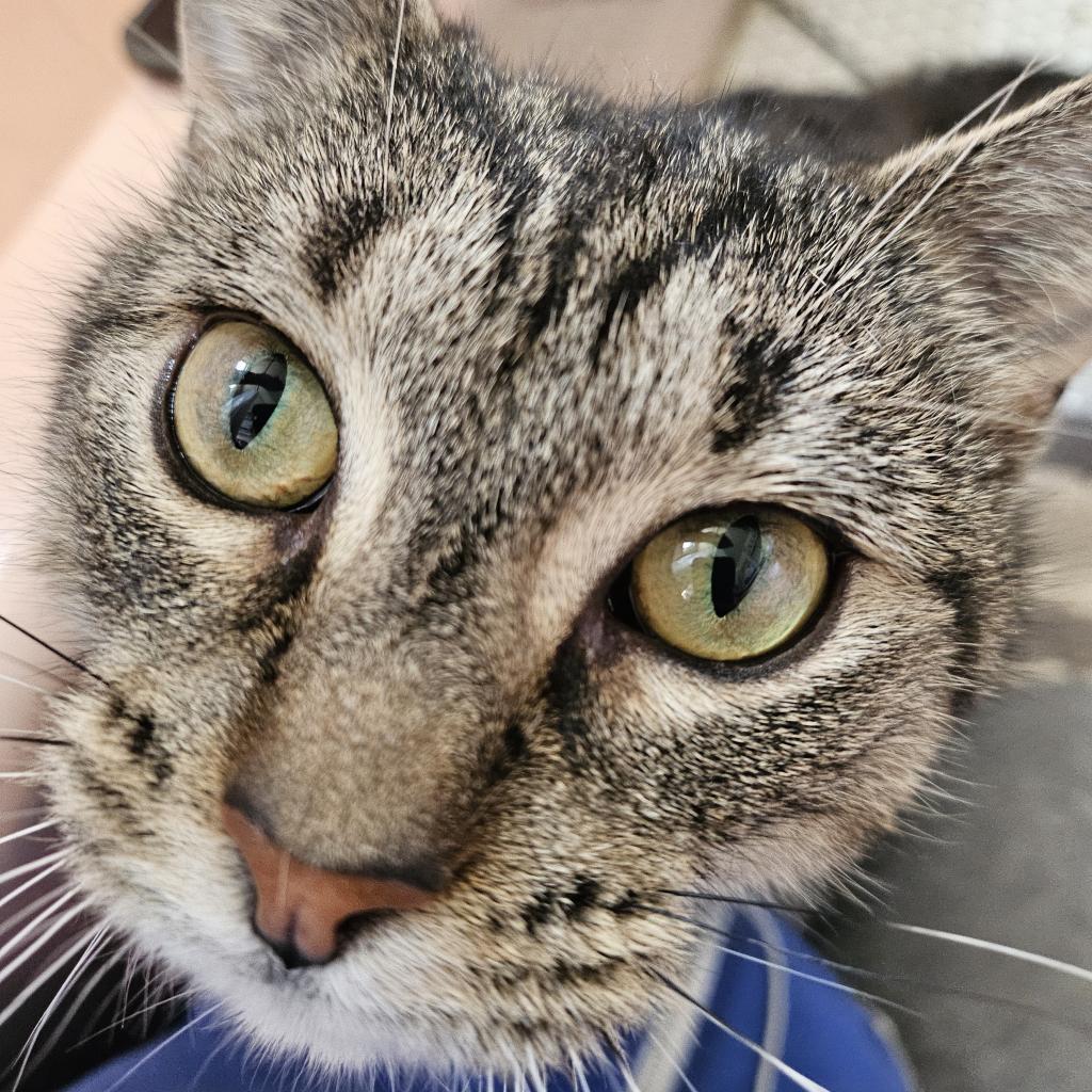 Enlarge Flora, a Adoptable American Shorthair in Philadelphia, PA image 6/6