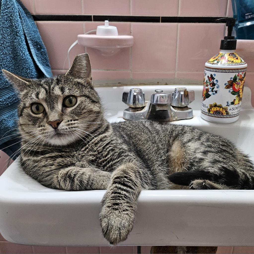 Enlarge Flora, a Adoptable Domestic Short Hair in Philadelphia, PA image 1/8