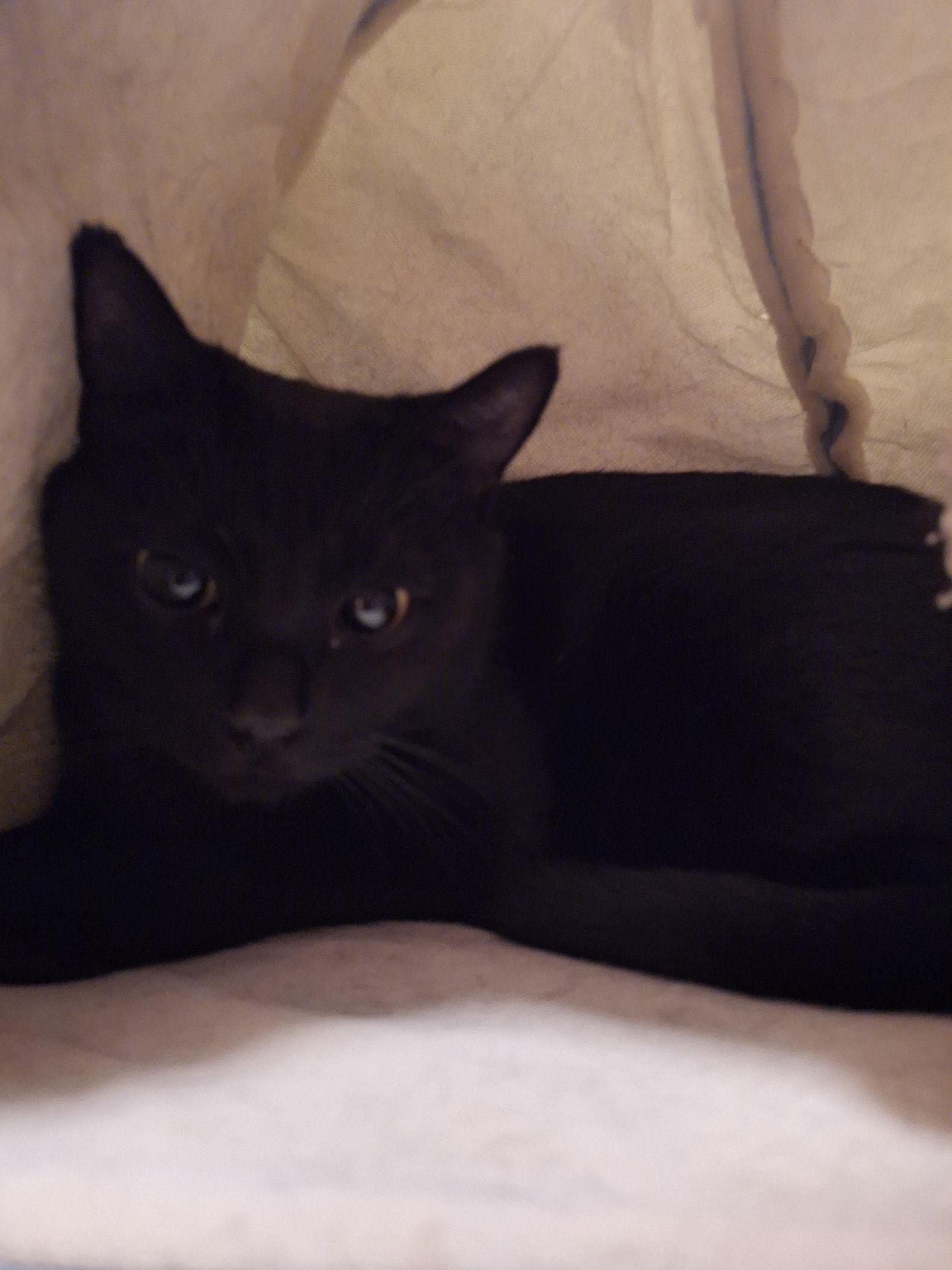 Luna, a Adoptable Domestic Short Hair in Philadelphia, PA image 1/3