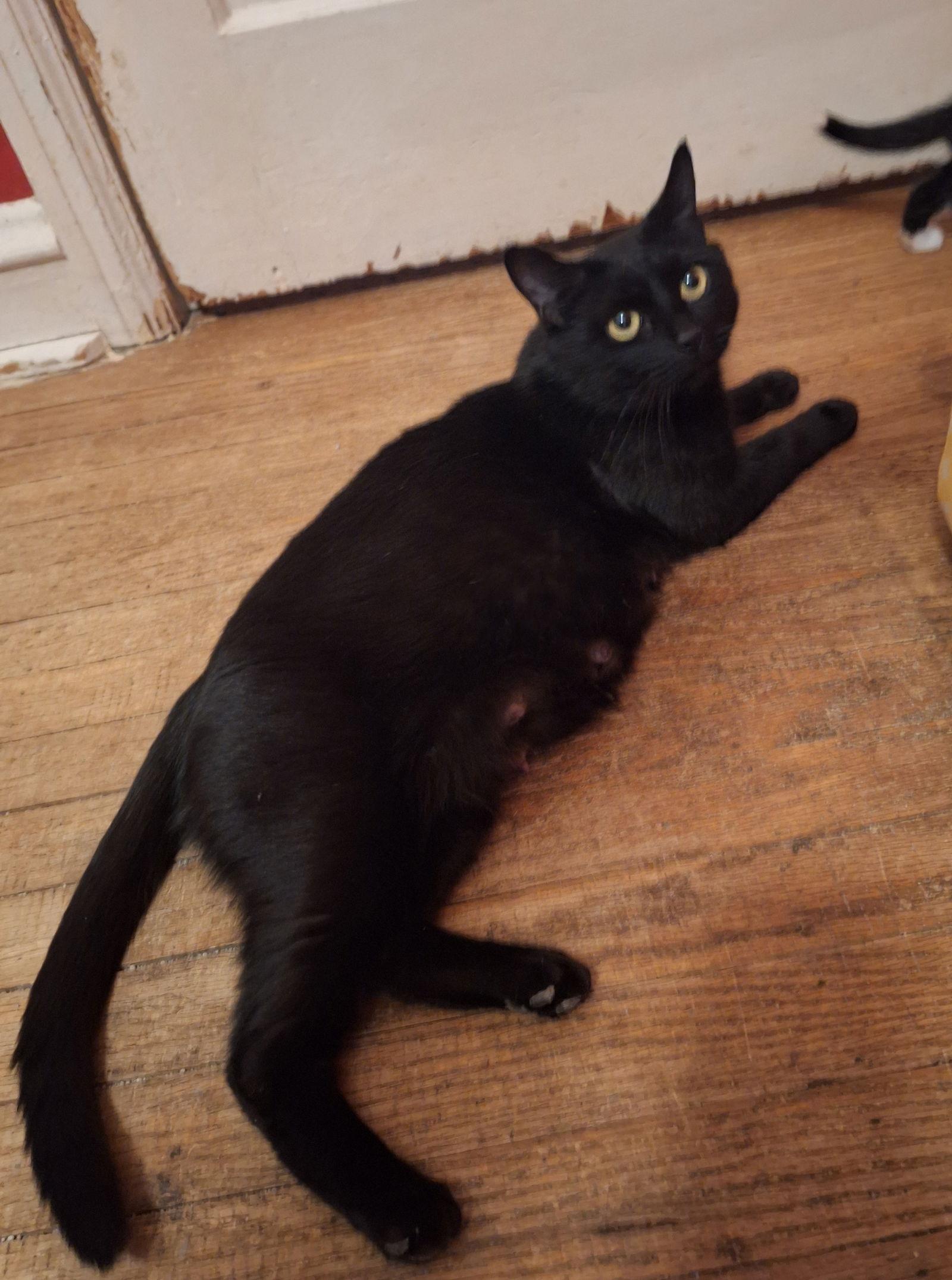 Luna, a Adoptable Domestic Short Hair in Philadelphia, PA image 2/3