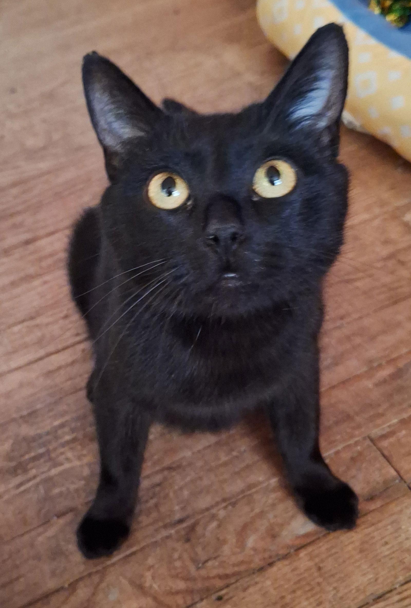 Luna, a Adoptable Domestic Short Hair in Philadelphia, PA image 3/3