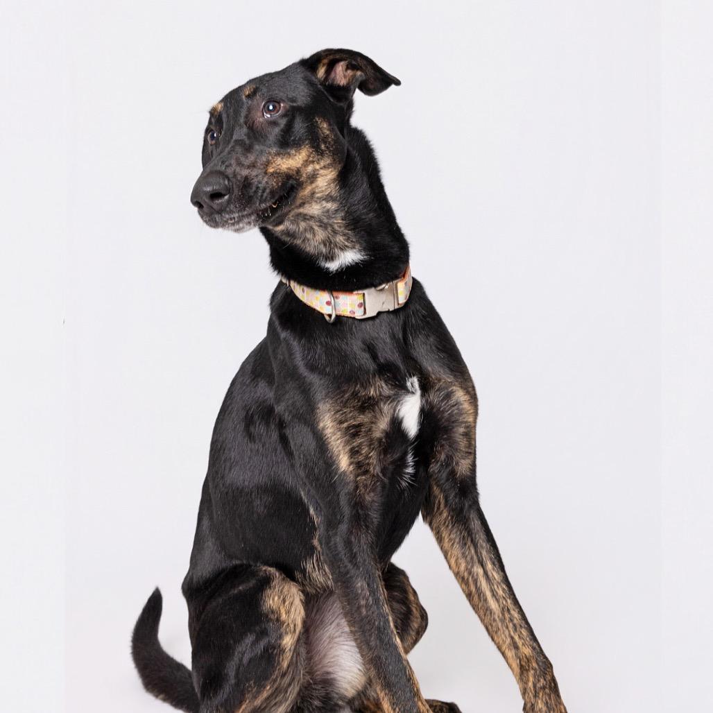 Enlarge Andrea, a Adoptable mixed breed in Leander, TX image 1/5