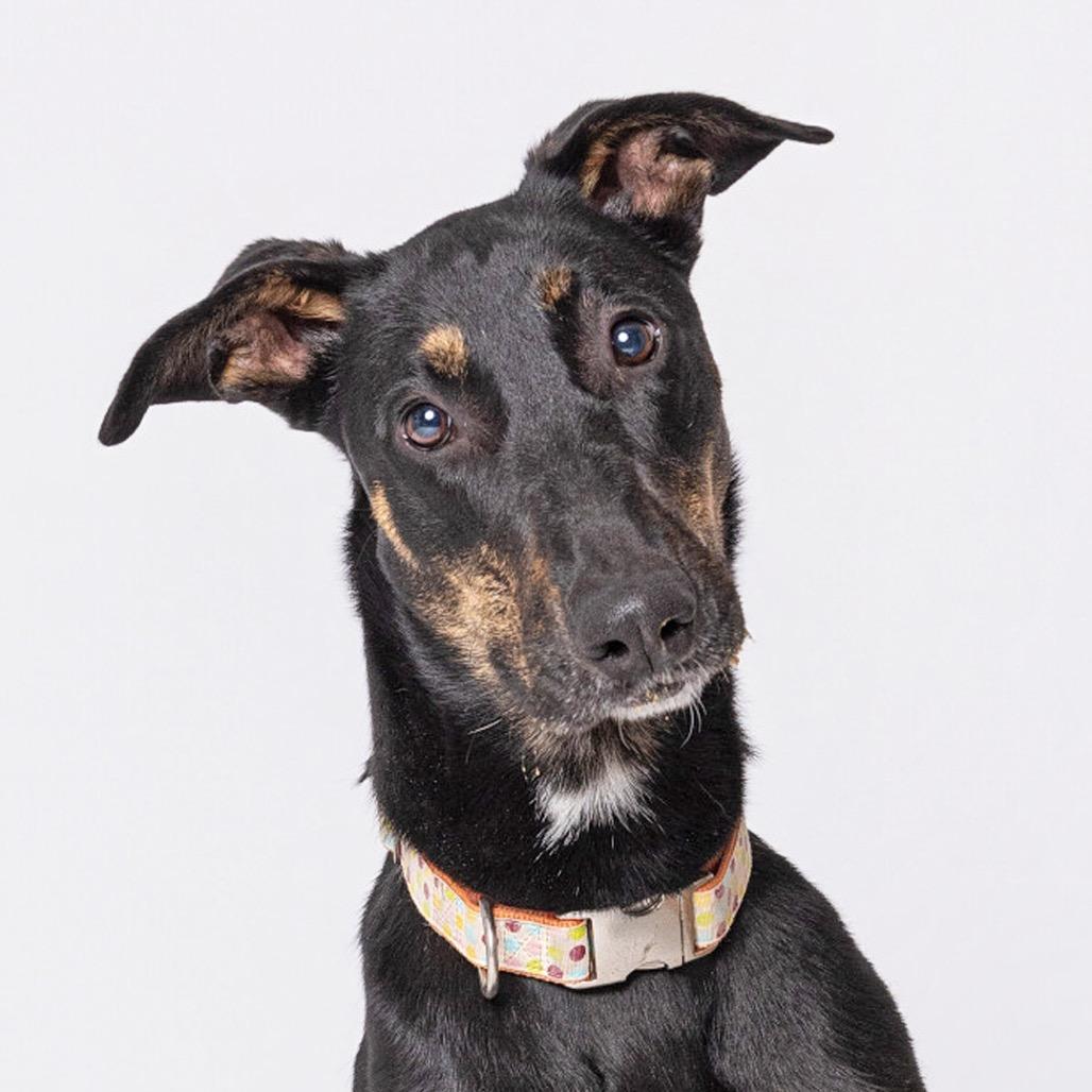 Enlarge Andrea, a Adoptable mixed breed in Leander, TX image 2/5