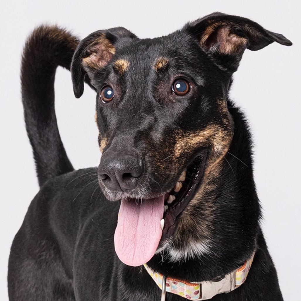 Enlarge Andrea, a Adoptable mixed breed in Leander, TX image 3/5
