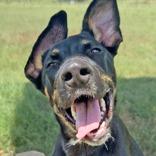 Enlarge Andrea, a Adoptable mixed breed in Leander, TX image 4/5