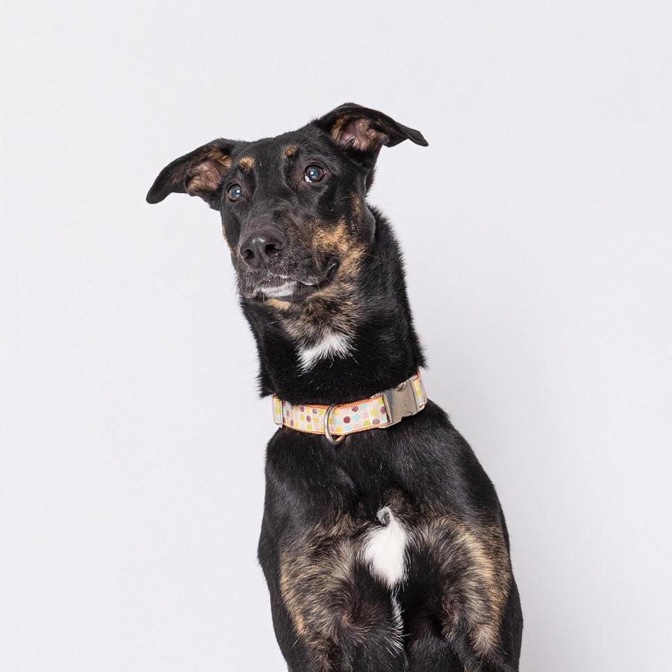 Enlarge Andrea, a Adoptable mixed breed in Leander, TX image 5/5