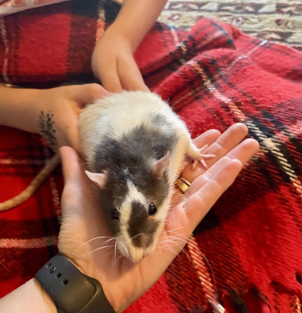 Roly-Poly and Oly, Adoptable, Adult Male Rat.