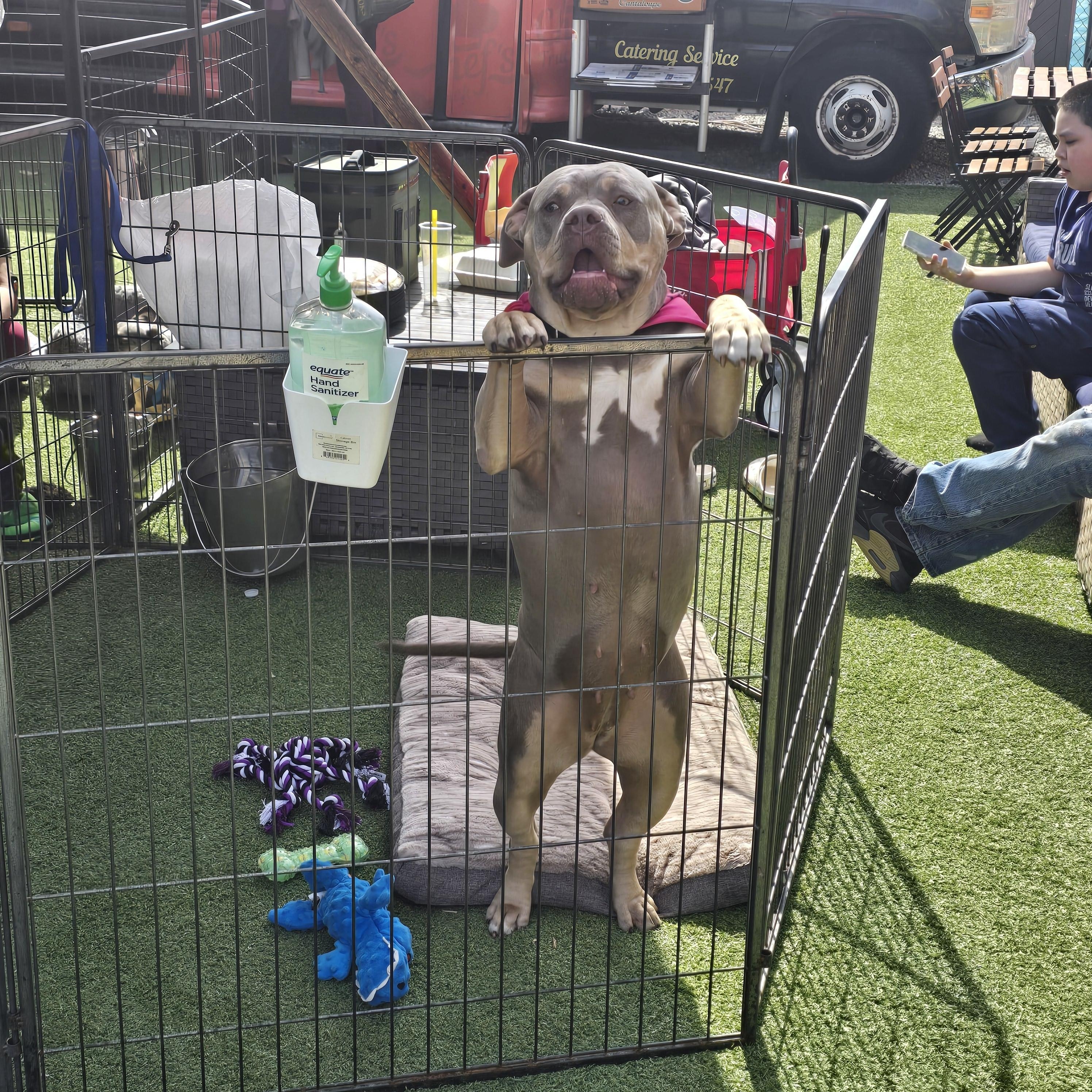Boodah, a ADOPTABLE mixed breed in Stockton, CA image 4/6