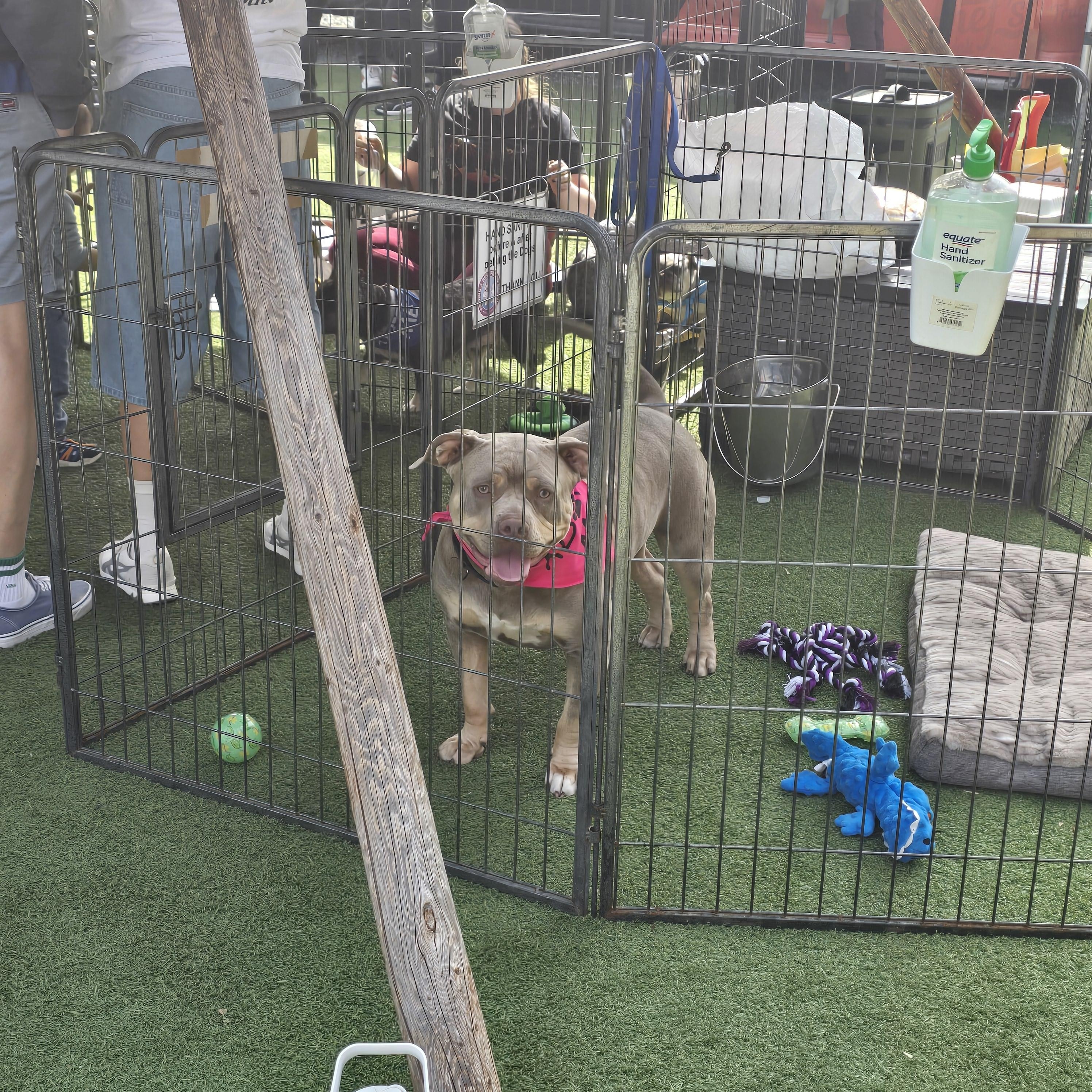 Boodah, a ADOPTABLE mixed breed in Stockton, CA image 3/6