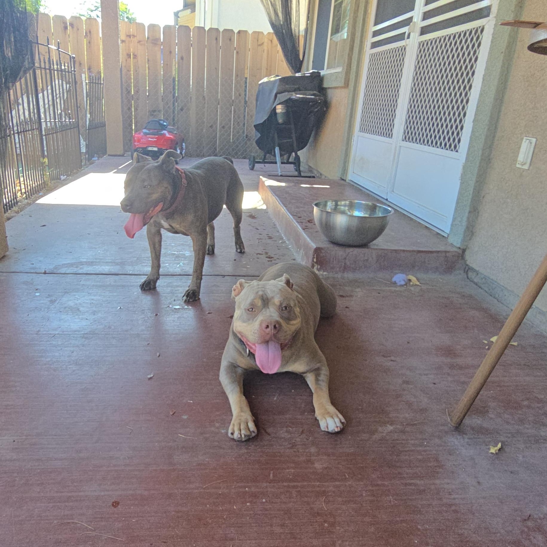 Boodah, a ADOPTABLE mixed breed in Stockton, CA image 5/6