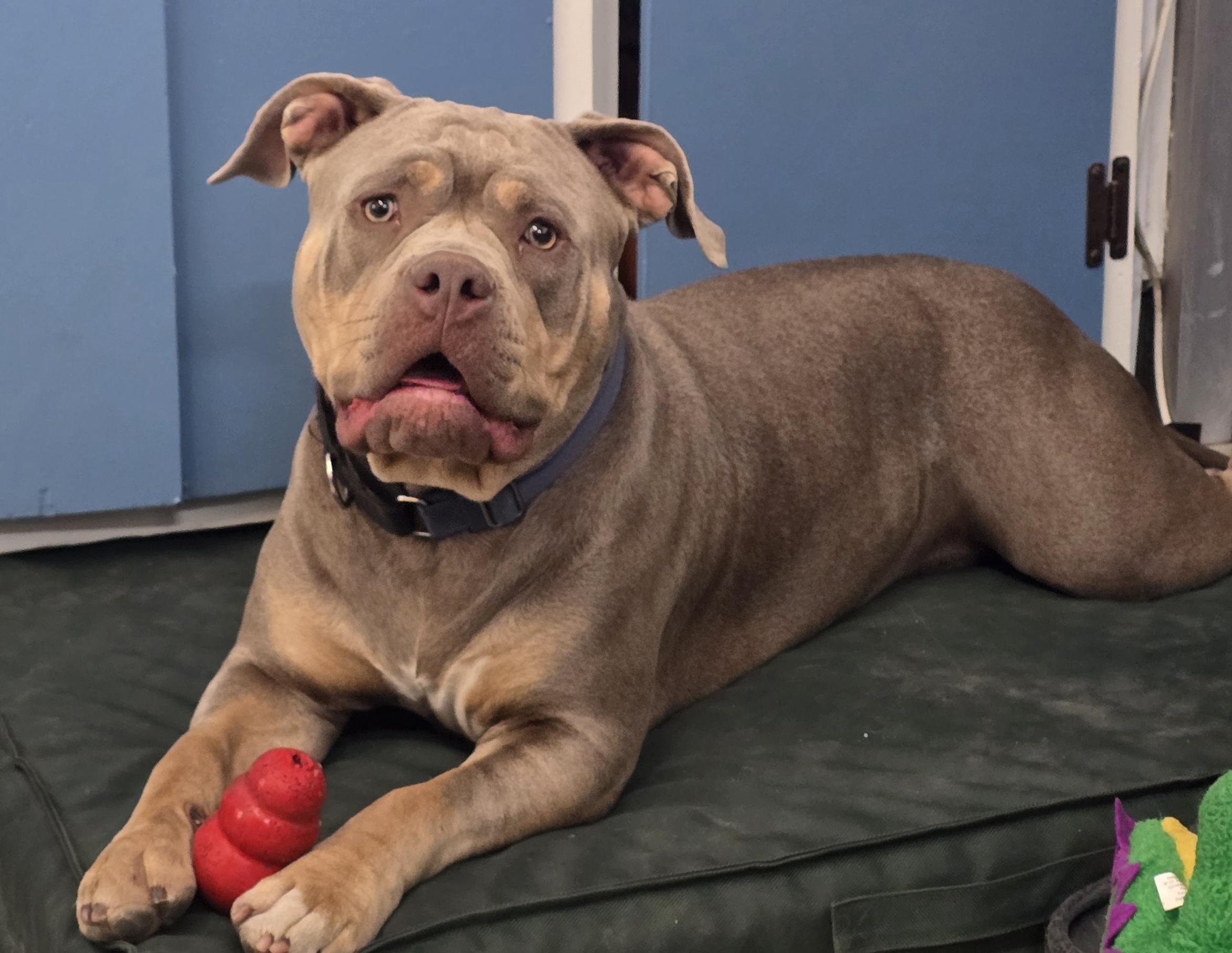 Boodah, a ADOPTABLE mixed breed in Stockton, CA image 6/6