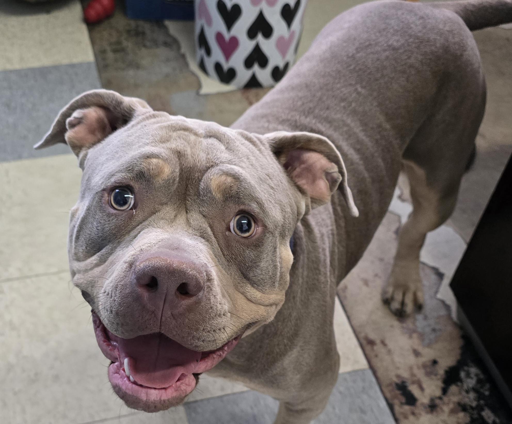 Boodah, a ADOPTABLE mixed breed in Stockton, CA image 2/6