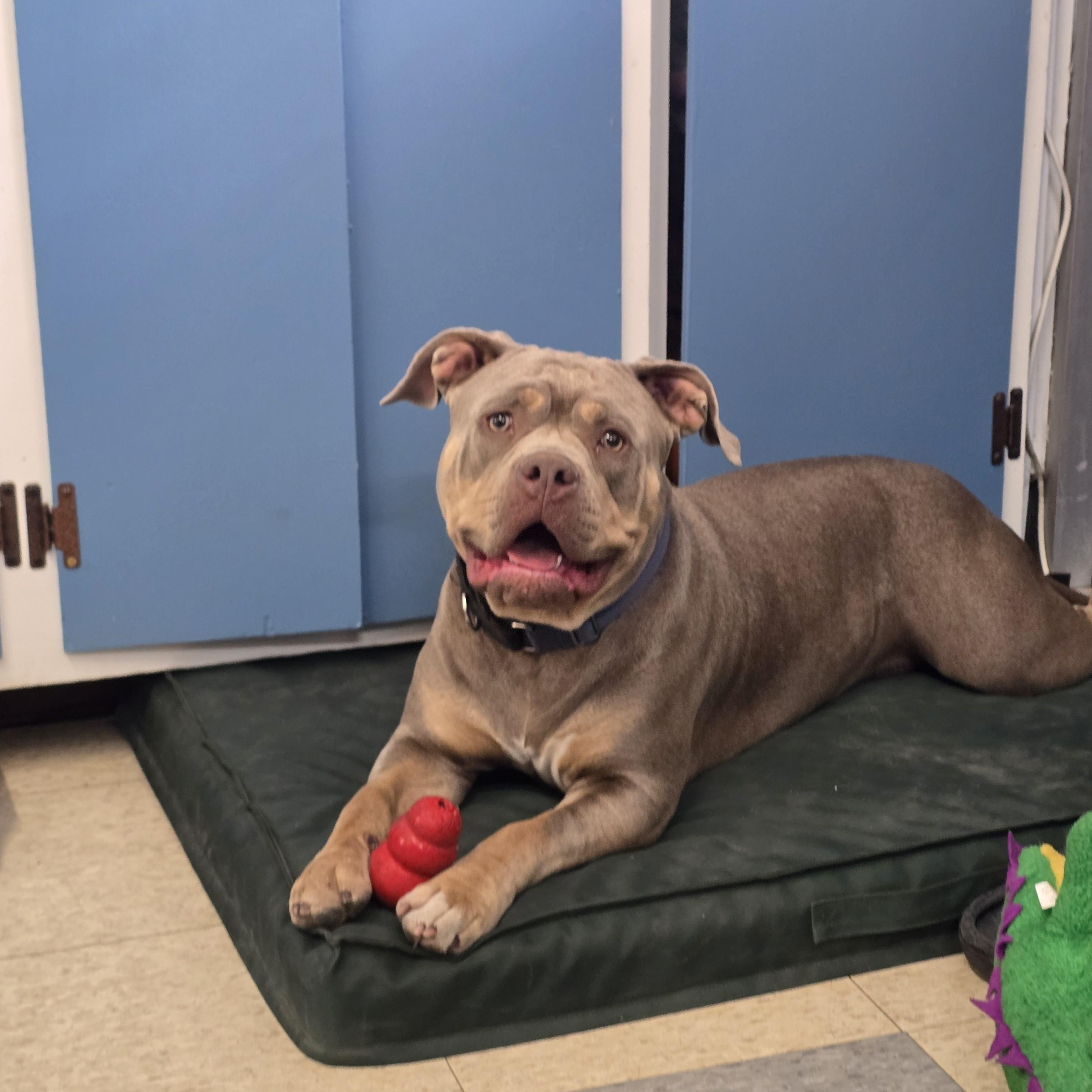 Boodah, a ADOPTABLE mixed breed in Stockton, CA image 1/6