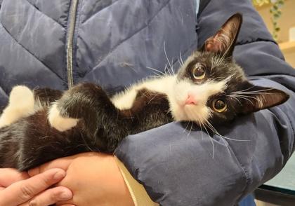 Enlarge Kilimanjaro, an adoptable mixed breed in New York, NY image 4/6